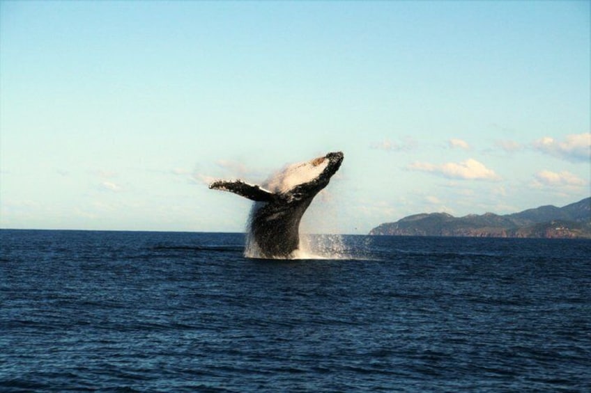 Whale Watching and Wildlife Cruise Townsville and Magnetic Island 1