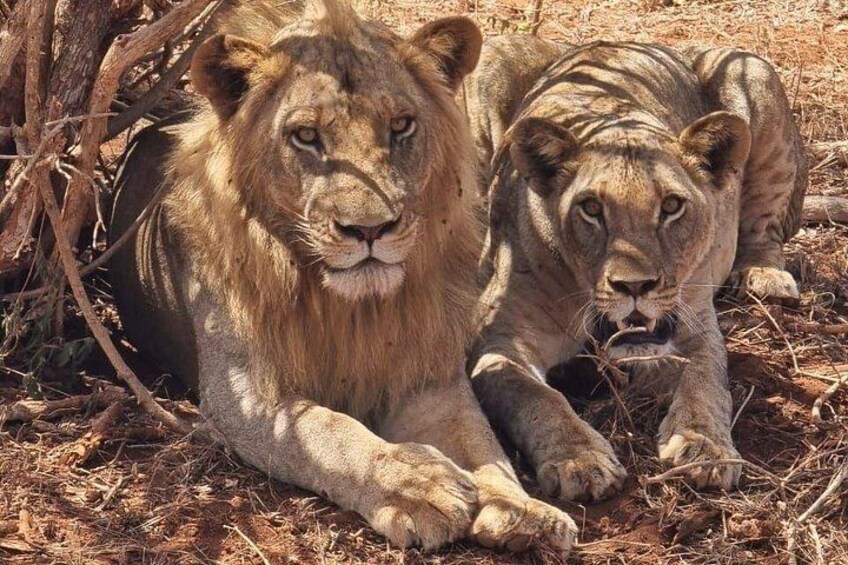 3 Days Masai Mara Mid Range Private Safari in Landcruiser 4