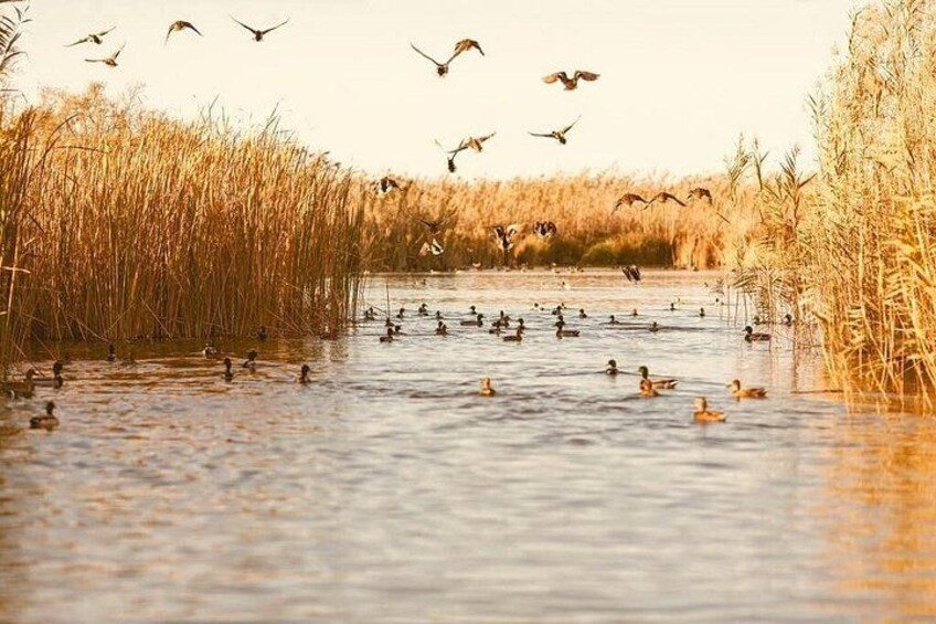 A wetland with tall grasses and water, with ducks and birds in the foreground and flying birds in the background. 3