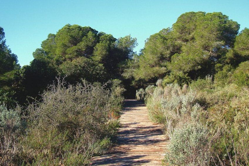 A dirt path leading through a forested area with dense trees on both sides. 2