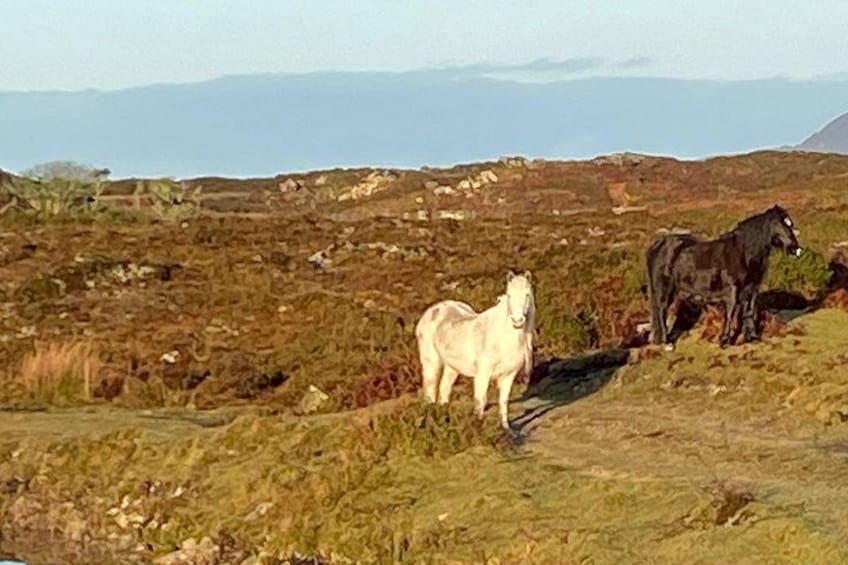 Connemara Ponies 2
