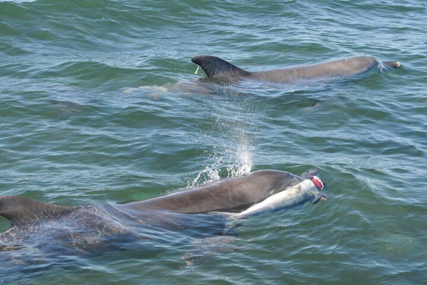 Zwei Delfine schwimmen im Meer. 3
