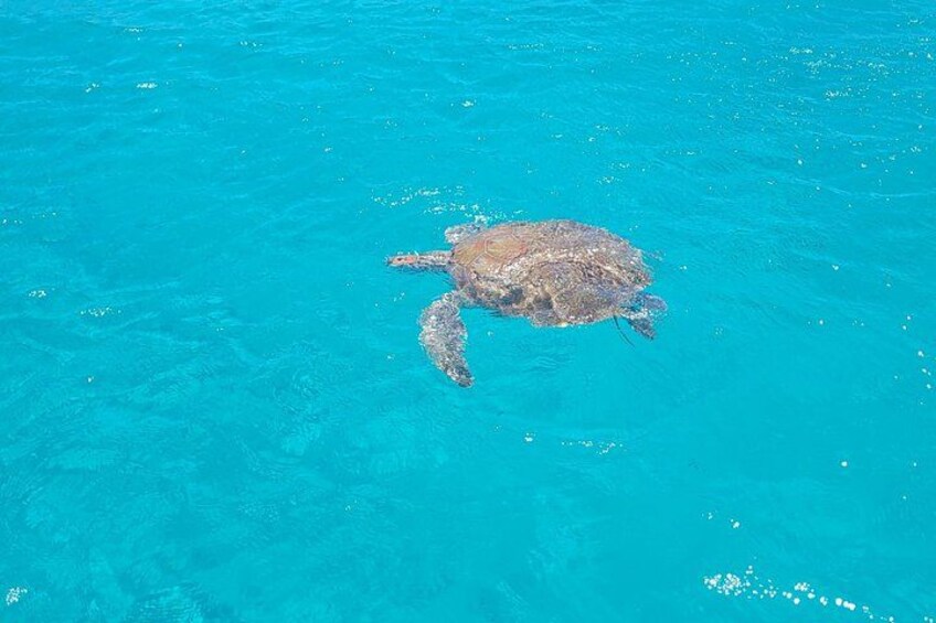 turtle say hello 2