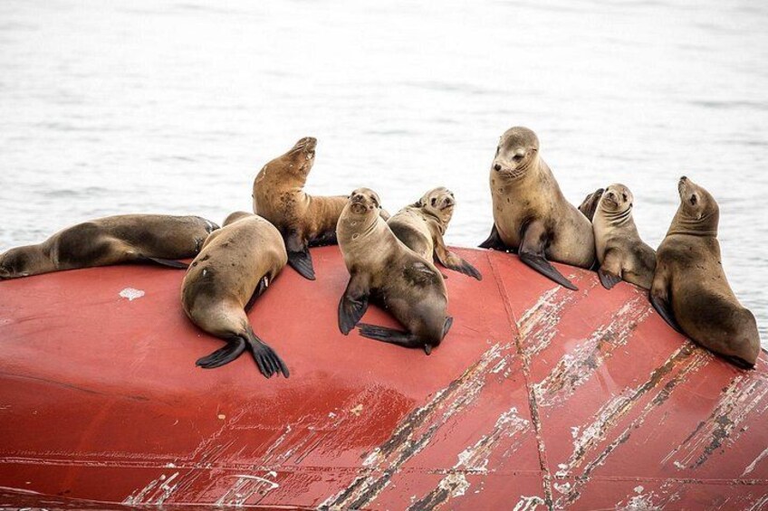 Un grupo de lobos marinos descansando sobre un bote rojo en el agua. 2