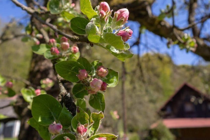 Un albero con fiori rosa e foglie verdi, cielo azzurro limpido e sullo sfondo sfocato una casa. 3