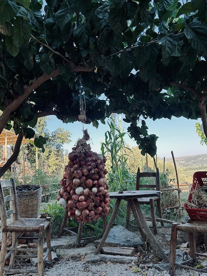 A rustic outdoor setting with a large pile of onions hanging from a tree, surrounded by wooden furniture and a rural landscape. 2