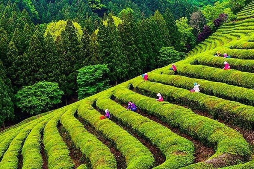 Terraced tea fields with people working. 2