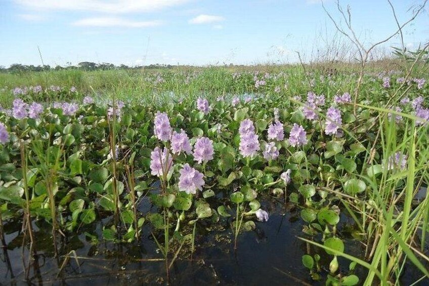 A wetland area with purple flowers and green vegetation. 2