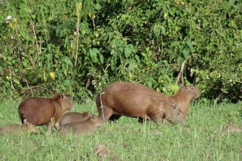A group of capybaras in a grassy area with dense green foliage in the background. 3