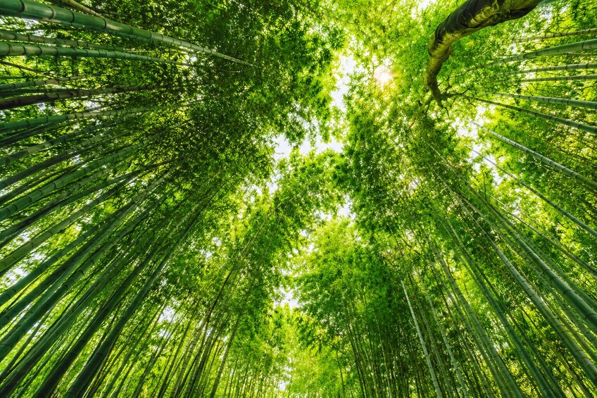From Osaka/Kyoto: Kyoto UNESCO World Heritage Sites Day Tour 3