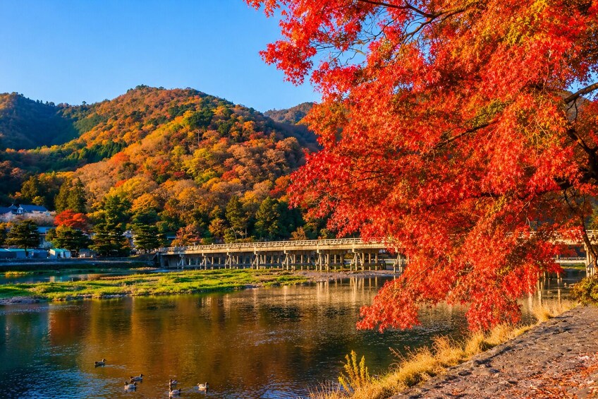 From Osaka/Kyoto: Kyoto UNESCO World Heritage Sites Day Tour 4