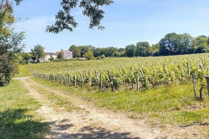 Un vignoble avec des rangées de vignes, un chemin de terre et un bâtiment en arrière-plan. 2