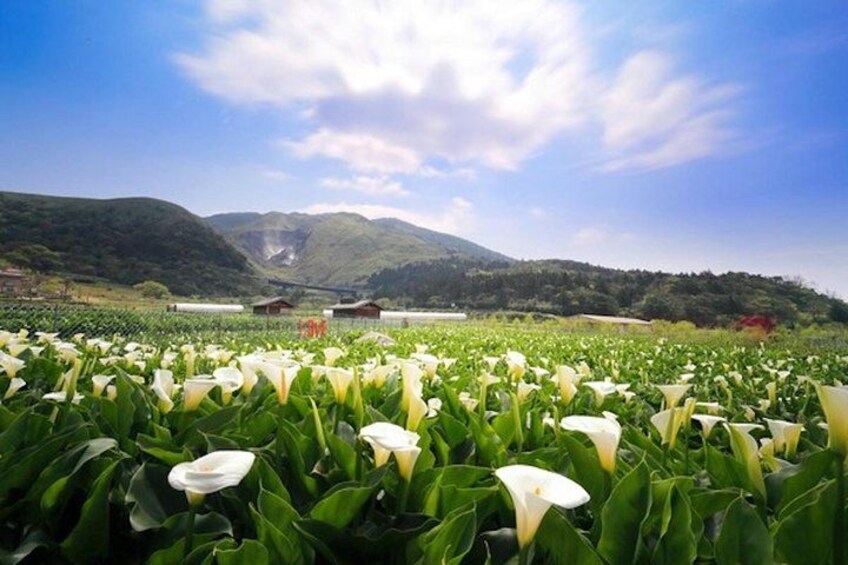5-Hour Vegetarian Private Tour - Visit Yangmingshan and Taste Veggie Cuisine 3