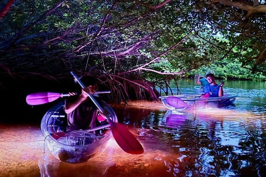 Two people paddling kayaks in a mangrove swamp. 4