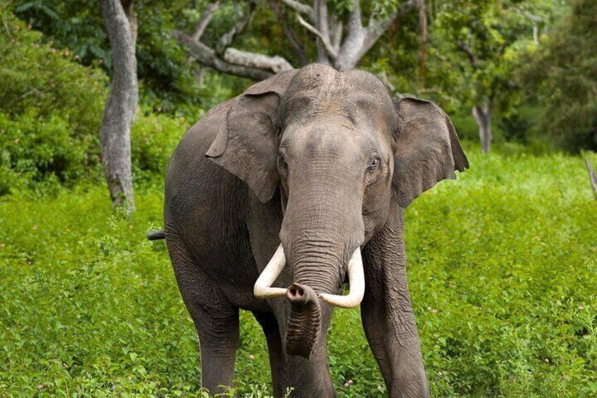 Wilpattu-Jeep-Safari-Day-Tour-From-Sigiriya-1 1