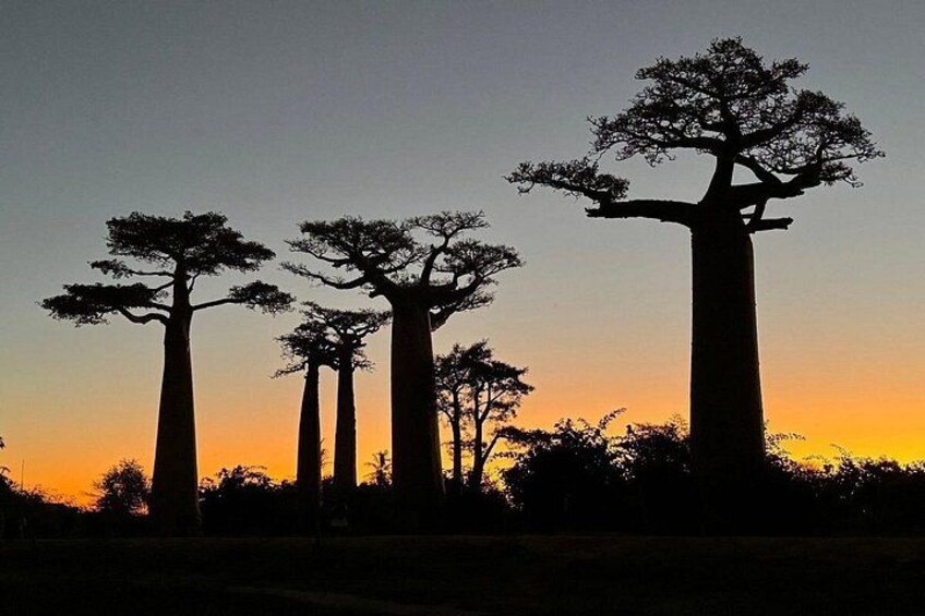 Morondava: Tour to Kirindy Forest and Baobab Avenue 5