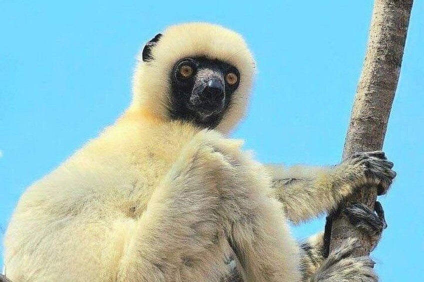 Morondava: Tour to Kirindy Forest and Baobab Avenue 3