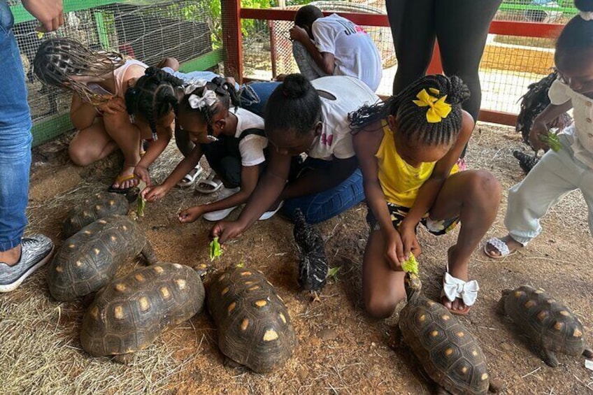Des enfants interagissent avec des tortues dans un environnement contrôlé. 5