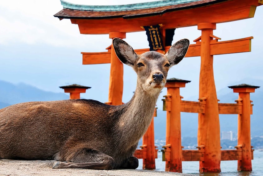 Hiroshima & Miyajima Private Custom Tour with Local Guide 2
