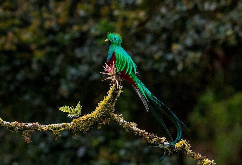 Un uccello verde e rosso appollaiato su un ramo muschioso. 1