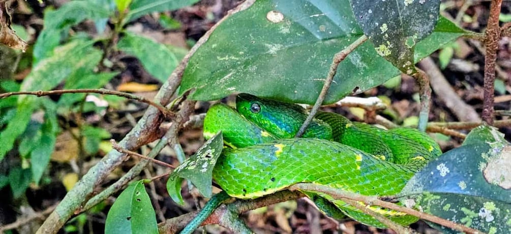 Un serpente verde attorcigliato tra rami e foglie. 3