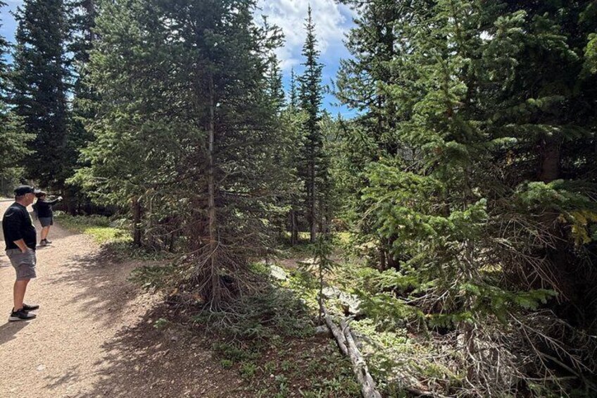 A forested area with a fallen tree, a dirt path, and two people observing. 4