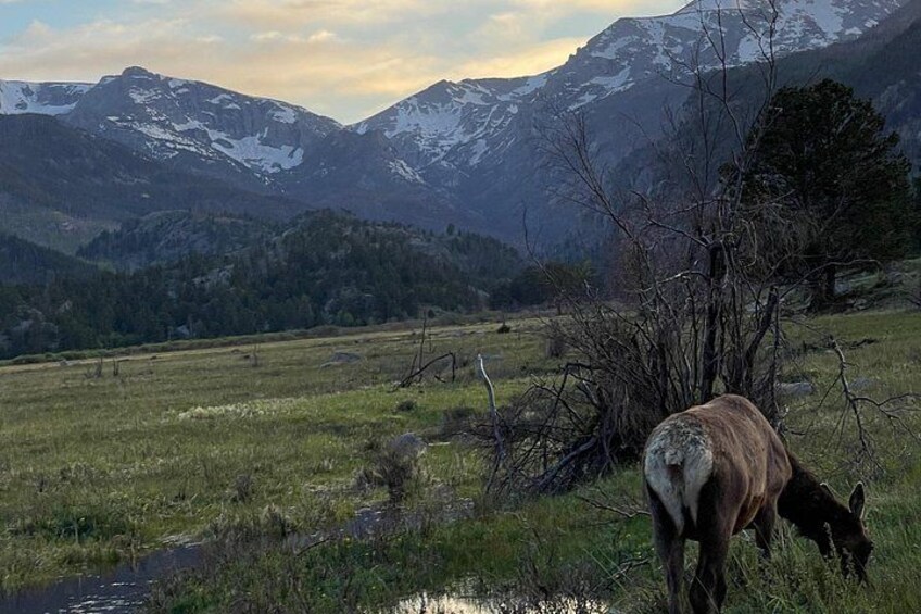 A cow grazing in a grassy field with mountains in the background. 2