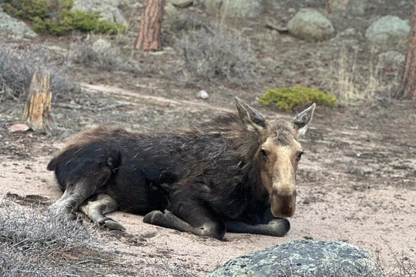 A moose lying on the ground in a natural setting with rocks and sparse vegetation. 3