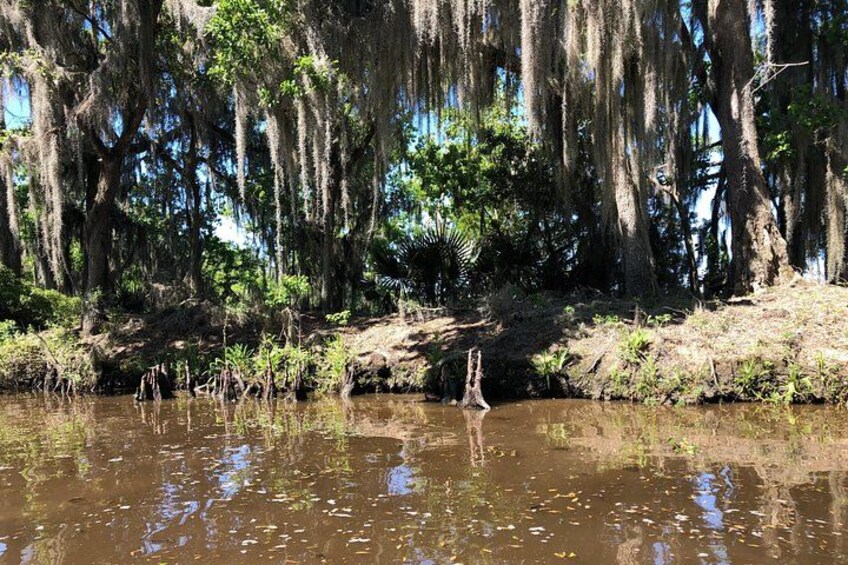 New Orleans Cypress Forest 2