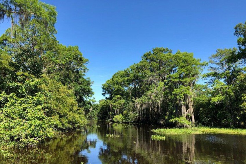 New Orleans Cypress Forest 5