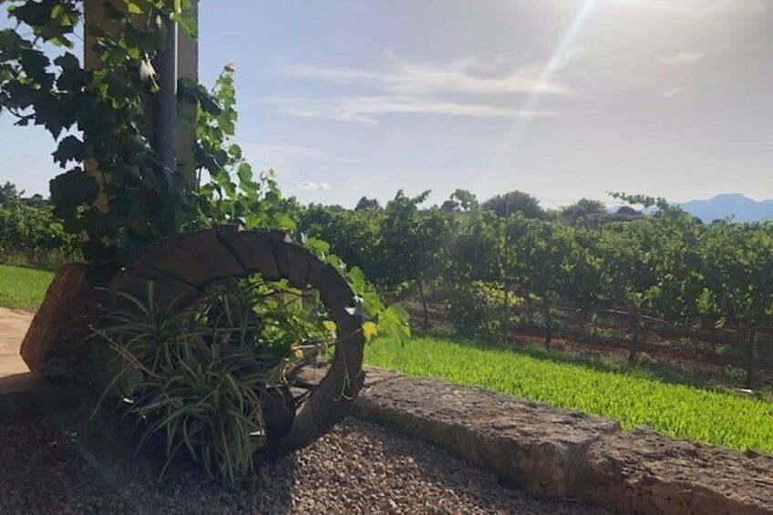 Guided tour of Butxet winery 2
