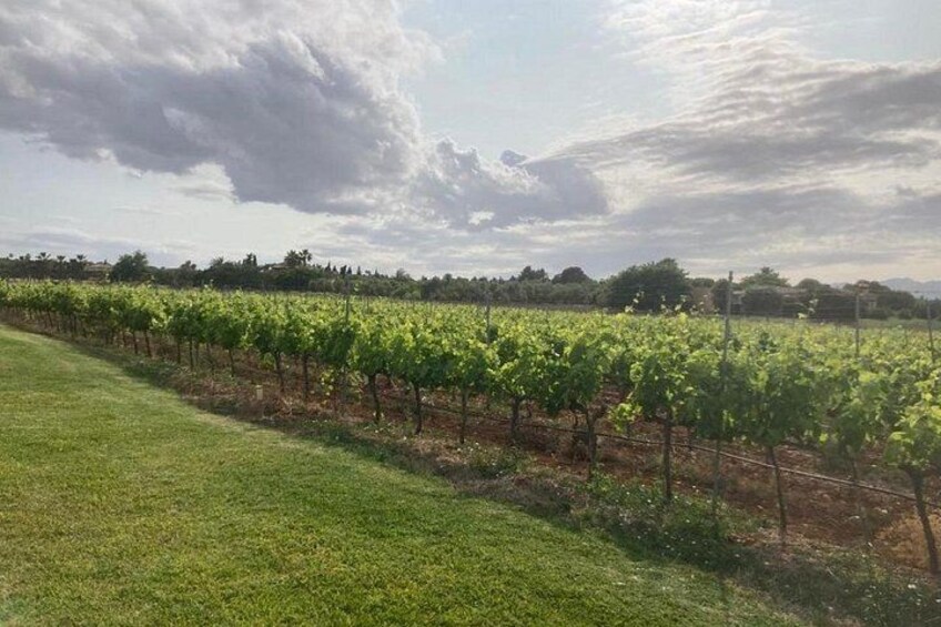 Guided tour of Butxet winery 3