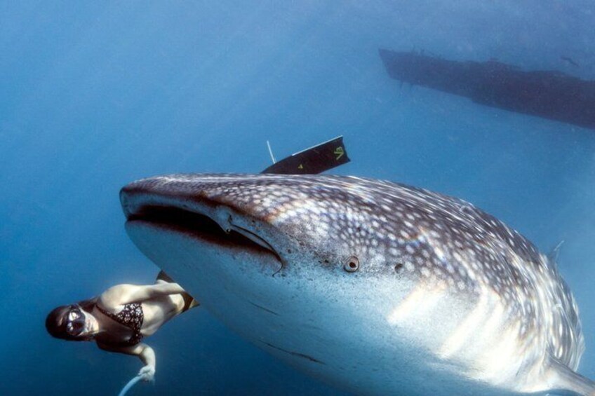 Cebu Shared Tour From Whaleshark Encounter to Nature Adventure 1