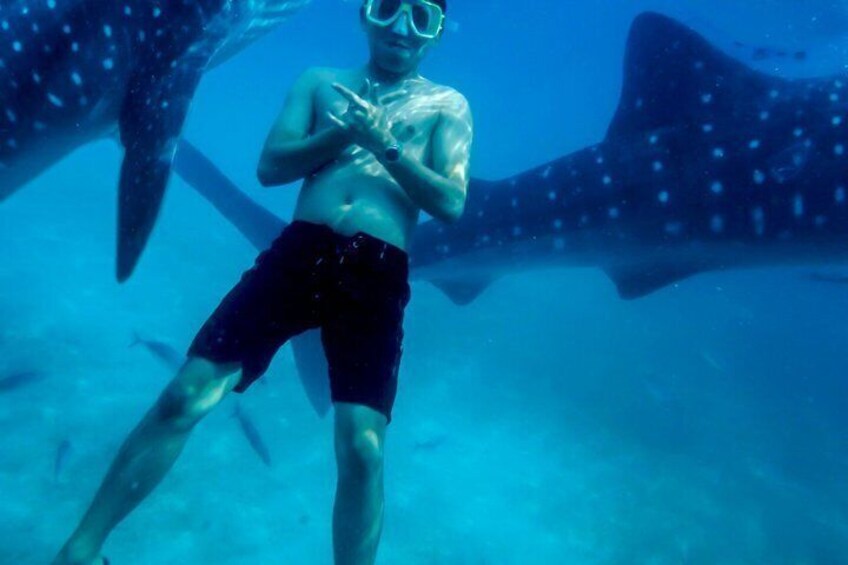 Cebu Shared Tour From Whaleshark Encounter to Nature Adventure 2