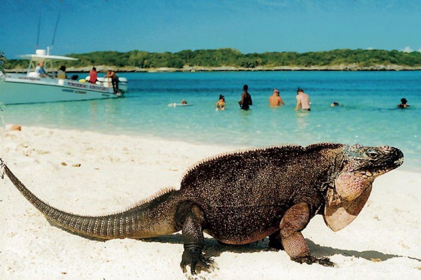 Een grote zeeschildpad op een strand, met mensen in het water en een boot op de achtergrond. 2
