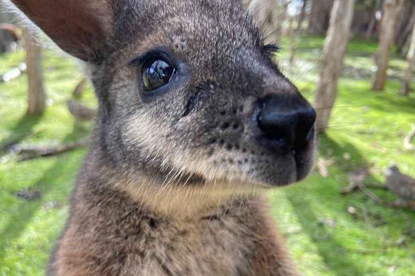 Kangaroo 4