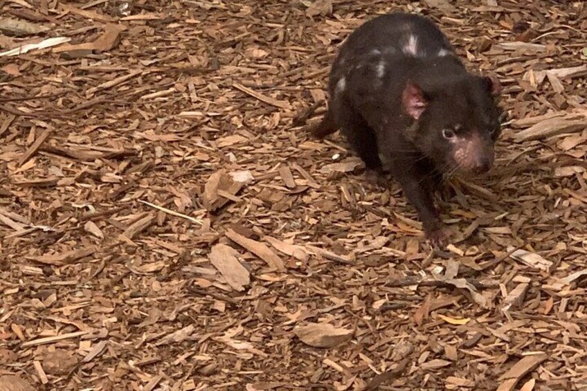 Tasmanian Devil 2