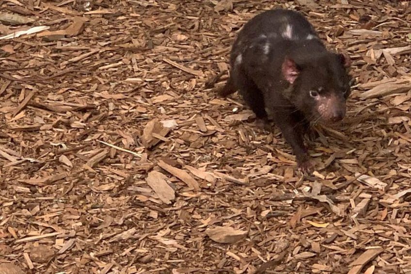 Tasmanian Devil 2
