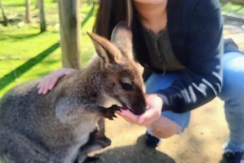 A person petting a kangaroo. 5