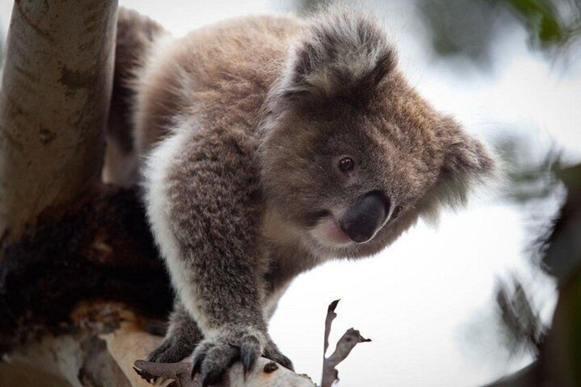 A koala clinging to a tree branch. 1