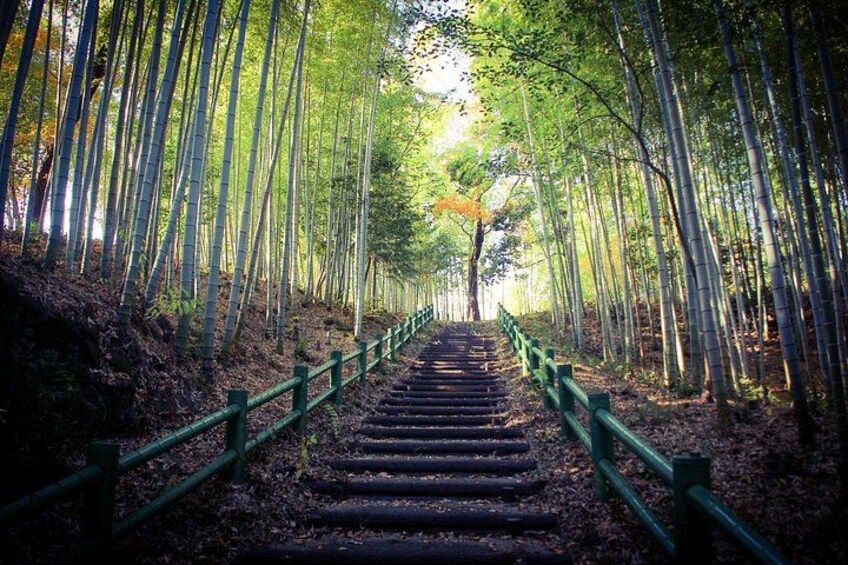 Nagoya: all-inclusive car tour to Korankei valley 2