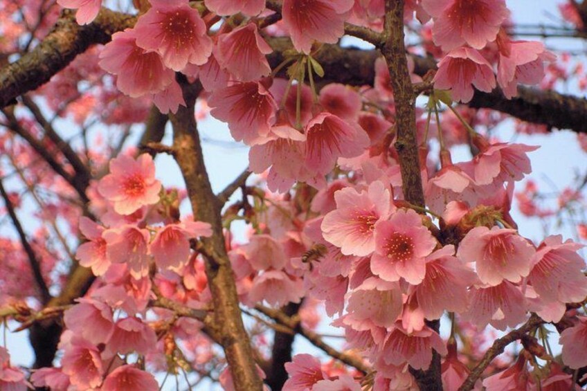 櫻花(2~3) 2