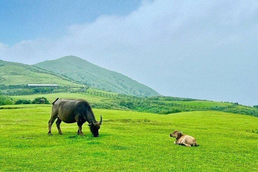 Private Yangmingshan & Beitou Tour from Taipei with Pickup 3