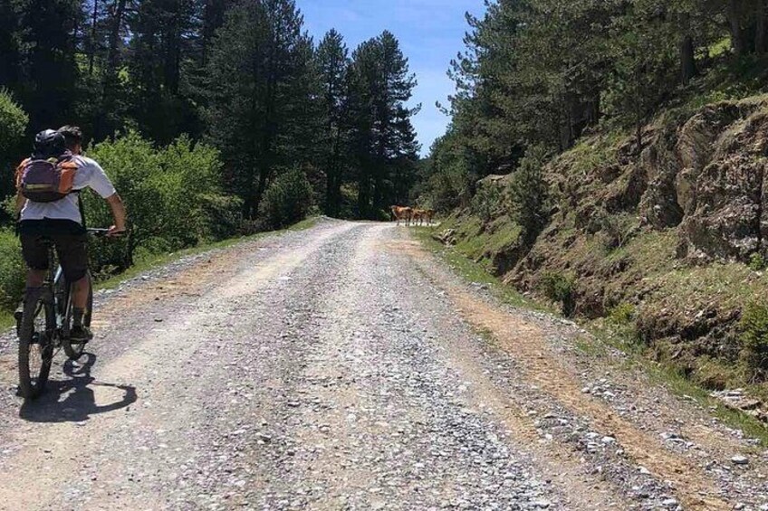 A gravel road flanked by dense forest and rocky terrain. 3