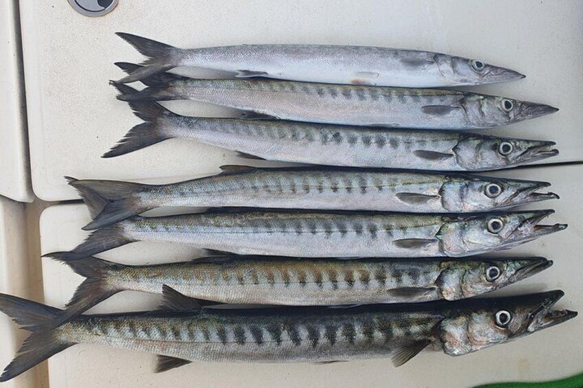 Fishing & Charter Boat Tour Montenegro Bar 3