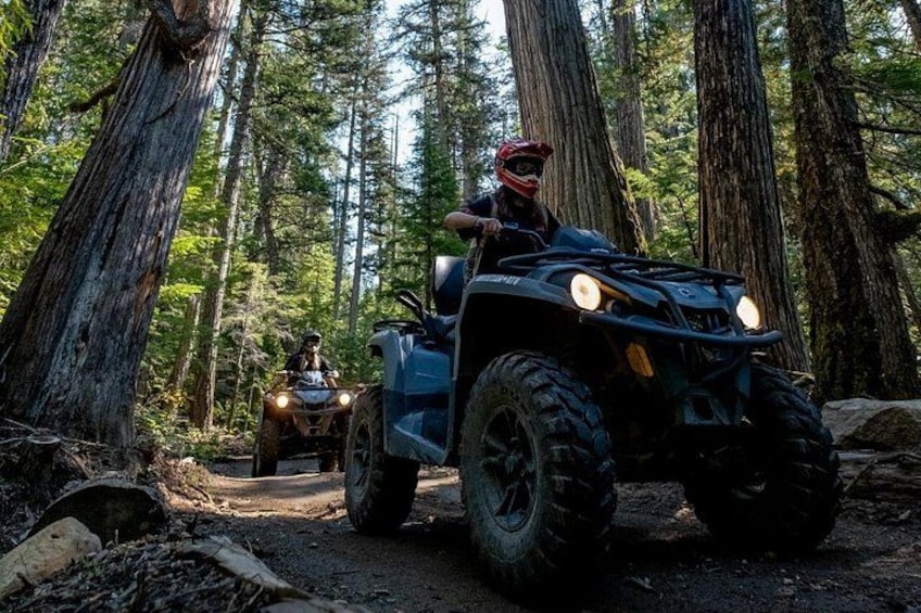 An ATV in a forest with tall trees and a dirt path. 3