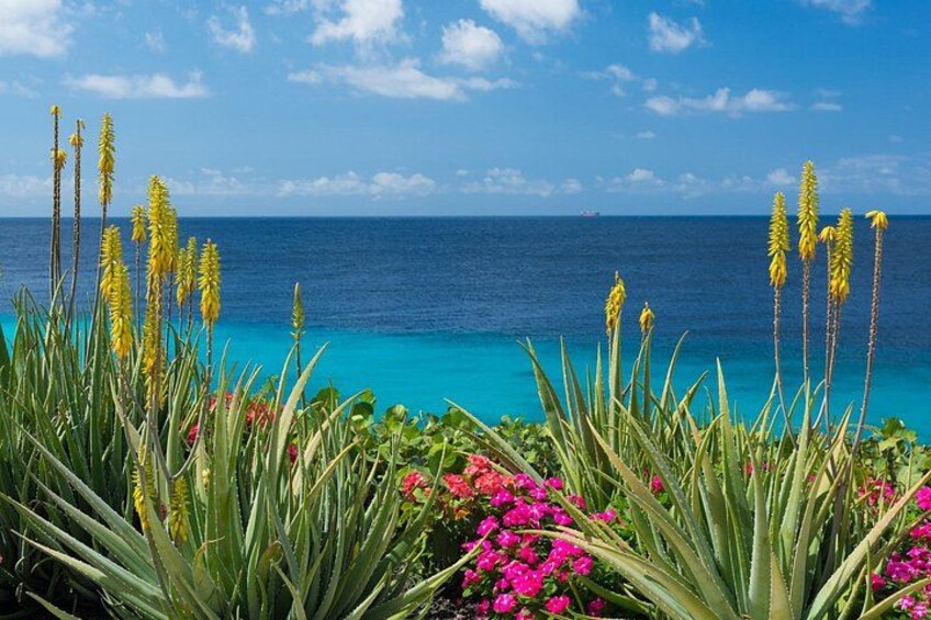 A coastal landscape with vibrant yellow flowers and pink blooms, overlooking a clear blue sea. 5