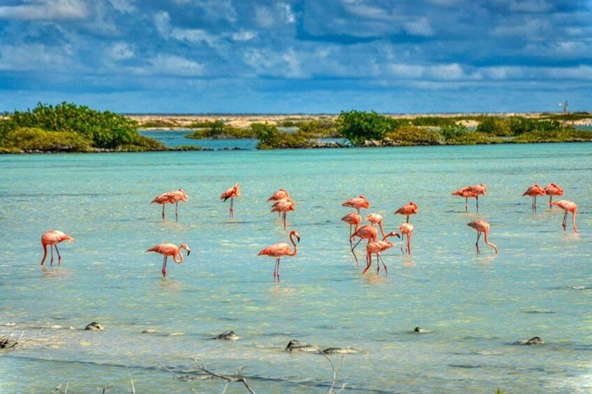 Flamingos wading in shallow turquoise water with a clear sky and distant vegetation. 3