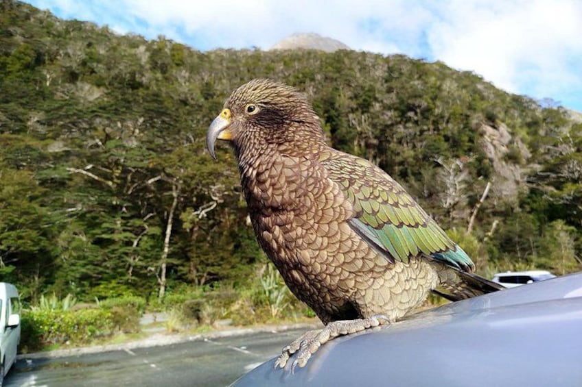 A bird perched on a vehicle with a mountainous background. 3