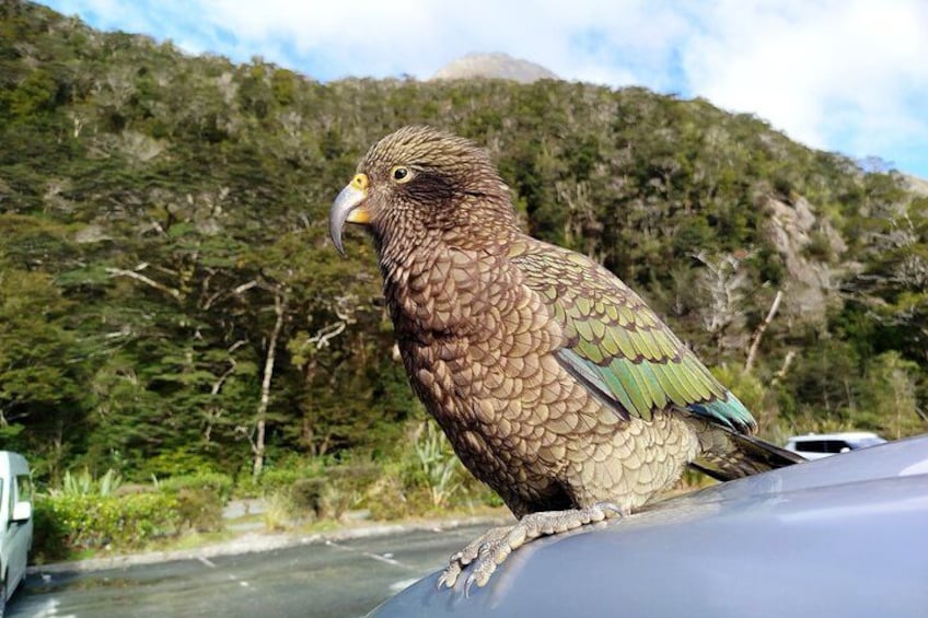 Un oiseau perché sur un véhicule, avec une chaîne de montagnes en arrière-plan. 2